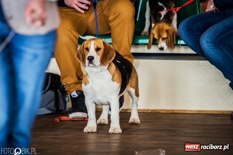 Zdjęcie w galerii na portalu naszraciborz.pl: W Rudach trwa Wystawa Psów Rasowych wiadomości z regionu