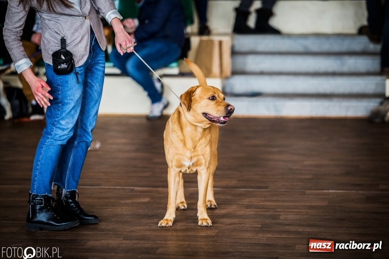 Zdjęcie w galerii na portalu naszraciborz.pl: W Rudach trwa Wystawa Psów Rasowych wiadomości z regionu