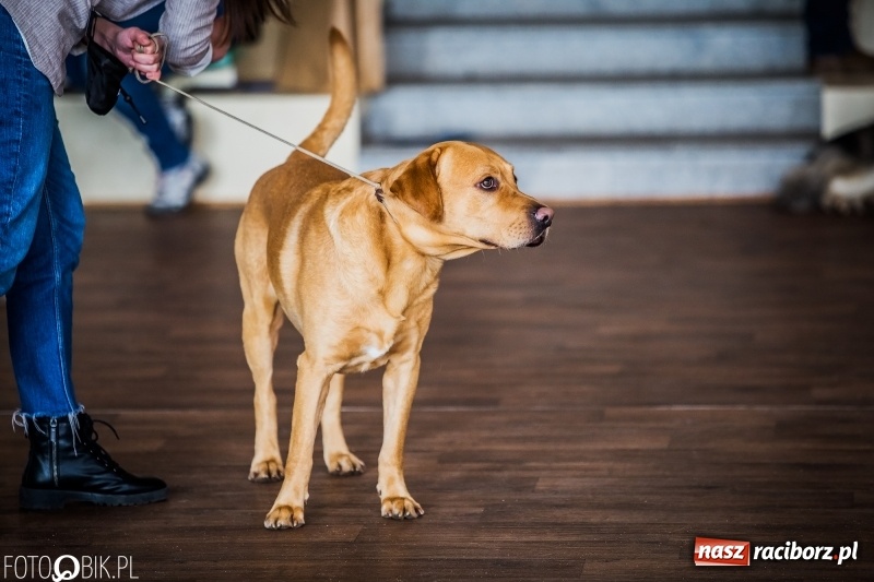 Zdjęcie w galerii na portalu naszraciborz.pl: W Rudach trwa Wystawa Psów Rasowych wiadomości z regionu