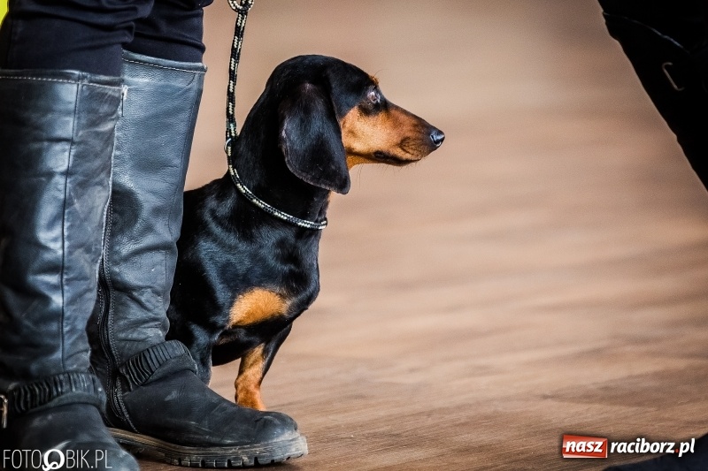 Zdjęcie w galerii na portalu naszraciborz.pl: W Rudach trwa Wystawa Psów Rasowych wiadomości z regionu
