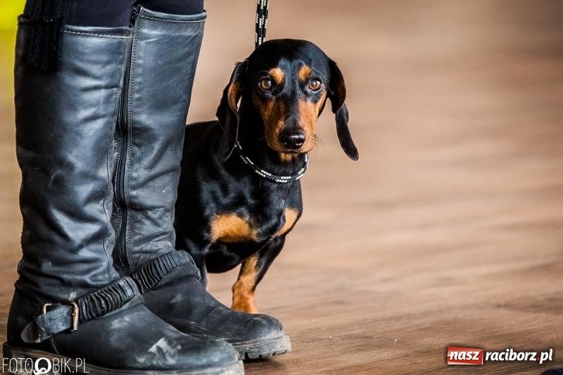 Zdjęcie w galerii na portalu naszraciborz.pl: W Rudach trwa Wystawa Psów Rasowych wiadomości z regionu