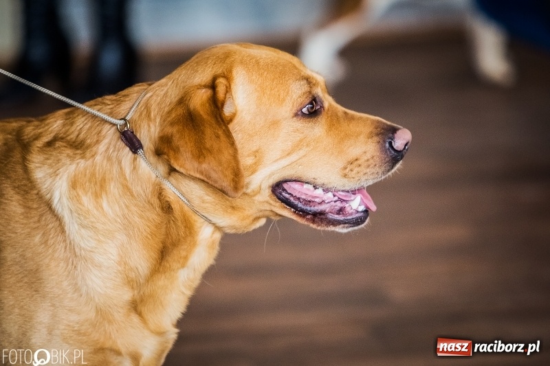 Zdjęcie w galerii na portalu naszraciborz.pl: W Rudach trwa Wystawa Psów Rasowych wiadomości z regionu