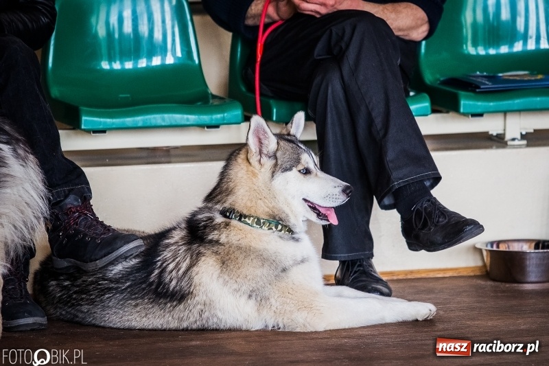 Zdjęcie w galerii na portalu naszraciborz.pl: W Rudach trwa Wystawa Psów Rasowych wiadomości z regionu