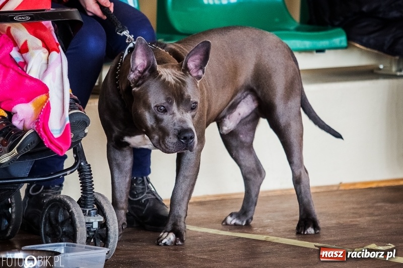 Zdjęcie w galerii na portalu naszraciborz.pl: W Rudach trwa Wystawa Psów Rasowych wiadomości z regionu