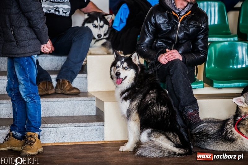 Zdjęcie w galerii na portalu naszraciborz.pl: W Rudach trwa Wystawa Psów Rasowych wiadomości z regionu