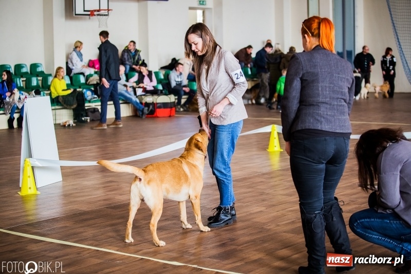 Zdjęcie w galerii na portalu naszraciborz.pl: W Rudach trwa Wystawa Psów Rasowych wiadomości z regionu