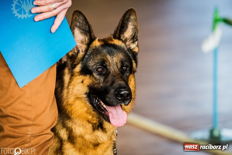 Zdjęcie w galerii na portalu naszraciborz.pl: W Rudach trwa Wystawa Psów Rasowych wiadomości z regionu