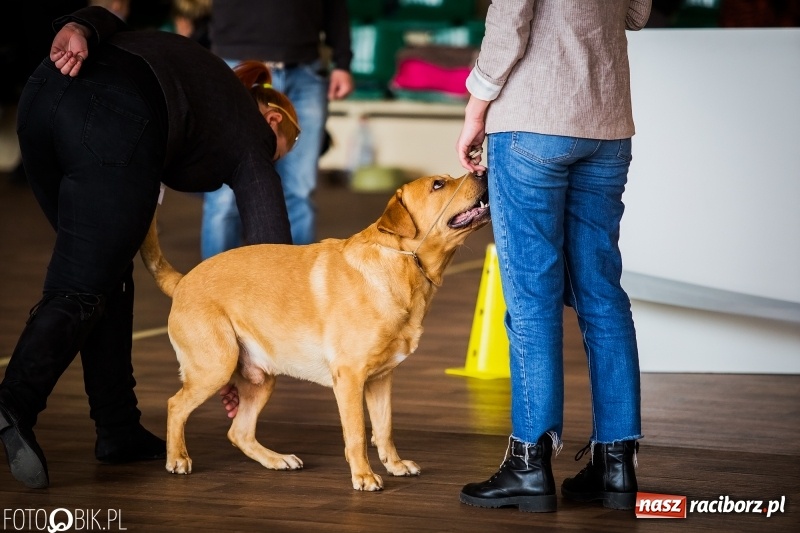 Zdjęcie w galerii na portalu naszraciborz.pl: W Rudach trwa Wystawa Psów Rasowych wiadomości z regionu