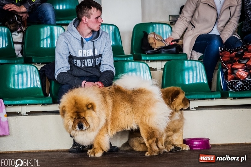 Zdjęcie w galerii na portalu naszraciborz.pl: W Rudach trwa Wystawa Psów Rasowych wiadomości z regionu