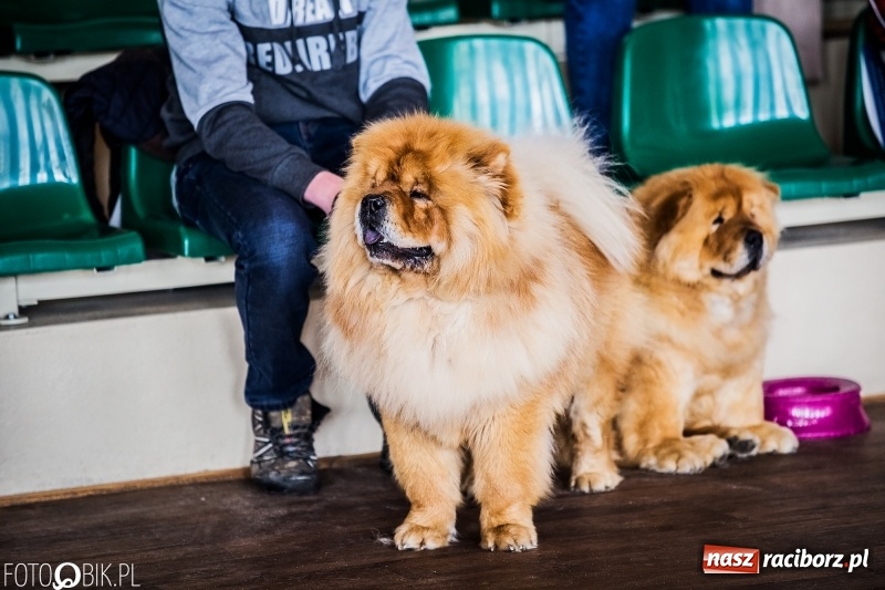 Zdjęcie w galerii na portalu naszraciborz.pl: W Rudach trwa Wystawa Psów Rasowych wiadomości z regionu