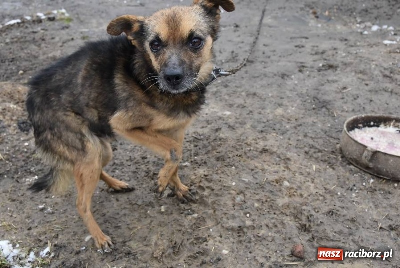 Zdjęcie w galerii na portalu naszraciborz.pl: Mróz, śnieg i noce spędzone w... kuble na śmieci. Inspektorzy ochrony zwierząt uratowali kolejne psy wiadomości z regionu
