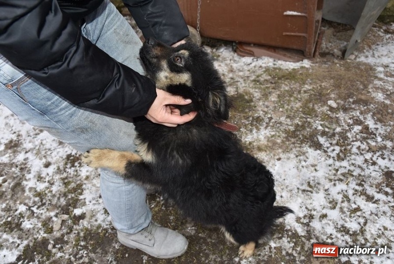 Zdjęcie w galerii na portalu naszraciborz.pl: Mróz, śnieg i noce spędzone w... kuble na śmieci. Inspektorzy ochrony zwierząt uratowali kolejne psy wiadomości z regionu