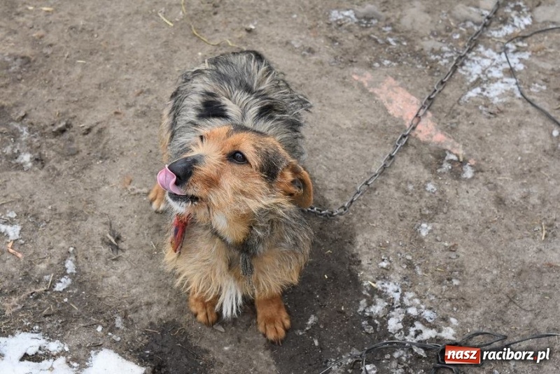 Zdjęcie w galerii na portalu naszraciborz.pl: Mróz, śnieg i noce spędzone w... kuble na śmieci. Inspektorzy ochrony zwierząt uratowali kolejne psy wiadomości z regionu