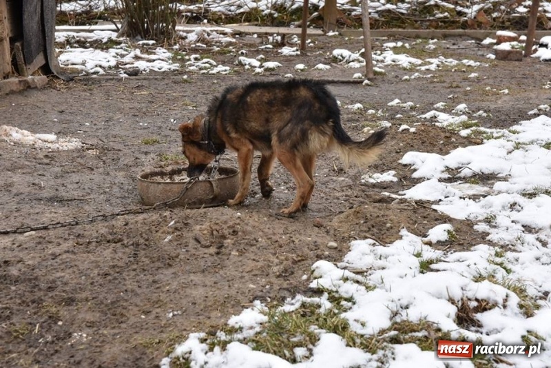 Zdjęcie w galerii na portalu naszraciborz.pl: Mróz, śnieg i noce spędzone w... kuble na śmieci. Inspektorzy ochrony zwierząt uratowali kolejne psy wiadomości z regionu