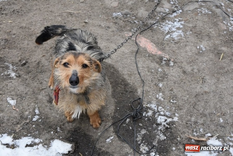 Zdjęcie w galerii na portalu naszraciborz.pl: Mróz, śnieg i noce spędzone w... kuble na śmieci. Inspektorzy ochrony zwierząt uratowali kolejne psy wiadomości z regionu