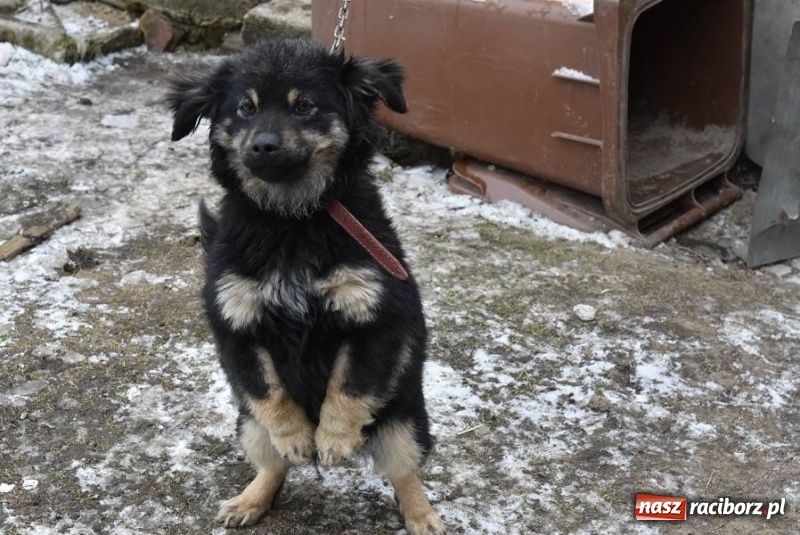 Zdjęcie w galerii na portalu naszraciborz.pl: Mróz, śnieg i noce spędzone w... kuble na śmieci. Inspektorzy ochrony zwierząt uratowali kolejne psy wiadomości z regionu