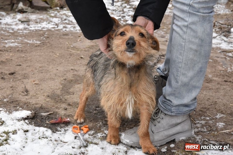 Zdjęcie w galerii na portalu naszraciborz.pl: Mróz, śnieg i noce spędzone w... kuble na śmieci. Inspektorzy ochrony zwierząt uratowali kolejne psy wiadomości z regionu