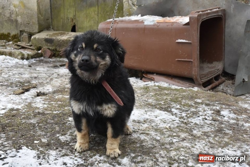 Zdjęcie w galerii na portalu naszraciborz.pl: Mróz, śnieg i noce spędzone w... kuble na śmieci. Inspektorzy ochrony zwierząt uratowali kolejne psy wiadomości z regionu