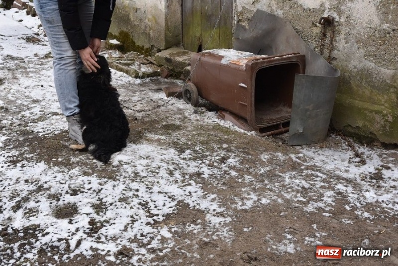 Zdjęcie w galerii na portalu naszraciborz.pl: Mróz, śnieg i noce spędzone w... kuble na śmieci. Inspektorzy ochrony zwierząt uratowali kolejne psy wiadomości z regionu