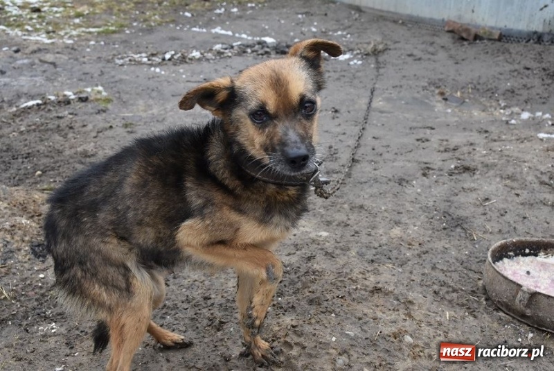 Zdjęcie w galerii na portalu naszraciborz.pl: Mróz, śnieg i noce spędzone w... kuble na śmieci. Inspektorzy ochrony zwierząt uratowali kolejne psy wiadomości z regionu