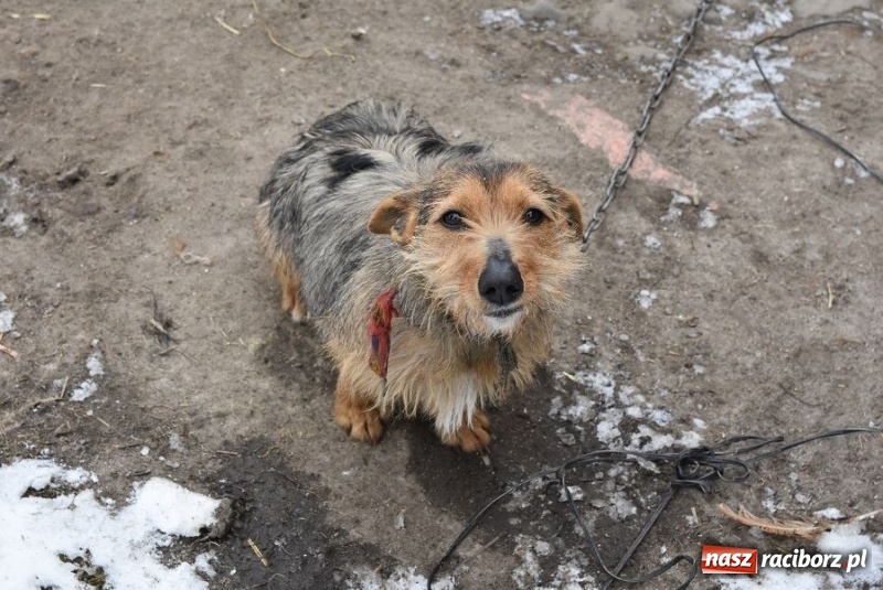 Zdjęcie w galerii na portalu naszraciborz.pl: Mróz, śnieg i noce spędzone w... kuble na śmieci. Inspektorzy ochrony zwierząt uratowali kolejne psy wiadomości z regionu