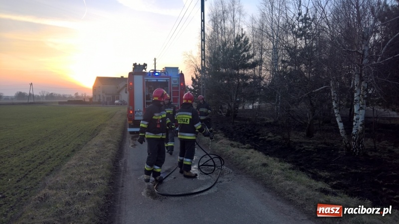 Zdjęcie w galerii na portalu naszraciborz.pl: Pożar zagajnika w Rudzie  wiadomości z regionu