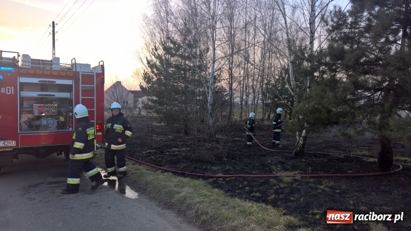 Zdjęcie w galerii na portalu naszraciborz.pl: Pożar zagajnika w Rudzie  wiadomości z regionu