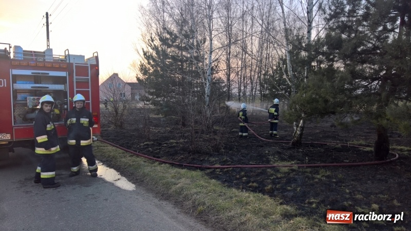 Zdjęcie w galerii na portalu naszraciborz.pl: Pożar zagajnika w Rudzie  wiadomości z regionu