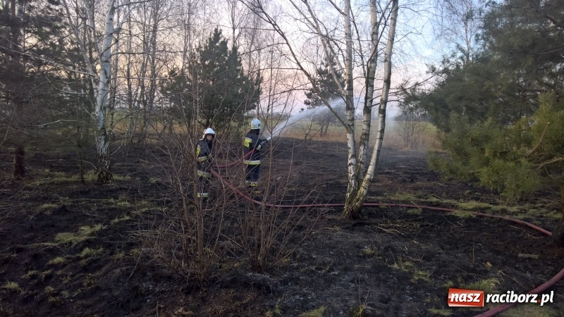 Zdjęcie w galerii na portalu naszraciborz.pl: Pożar zagajnika w Rudzie  wiadomości z regionu
