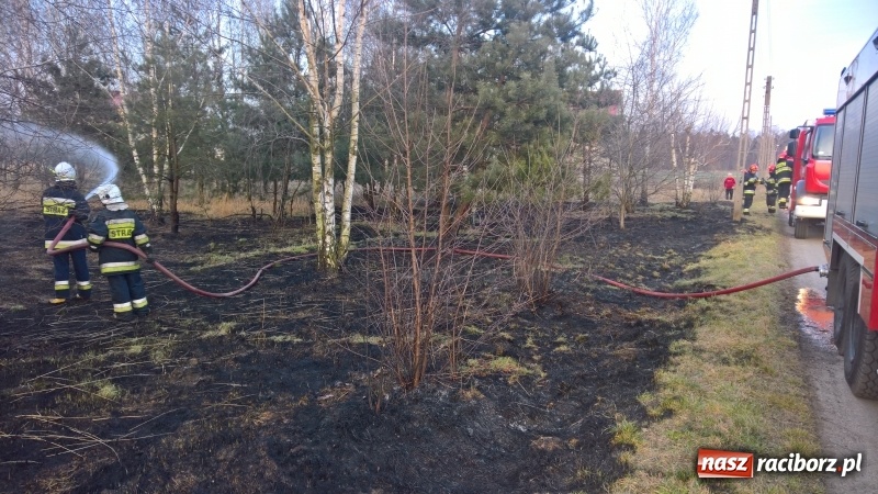 Zdjęcie w galerii na portalu naszraciborz.pl: Pożar zagajnika w Rudzie  wiadomości z regionu