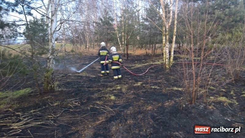 Zdjęcie w galerii na portalu naszraciborz.pl: Pożar zagajnika w Rudzie  wiadomości z regionu