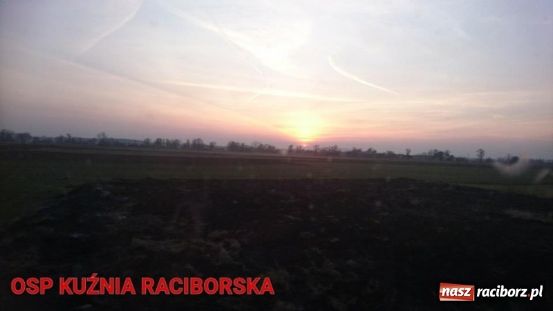 Zdjęcie w galerii na portalu naszraciborz.pl: Pożar zagajnika w Rudzie  wiadomości z regionu