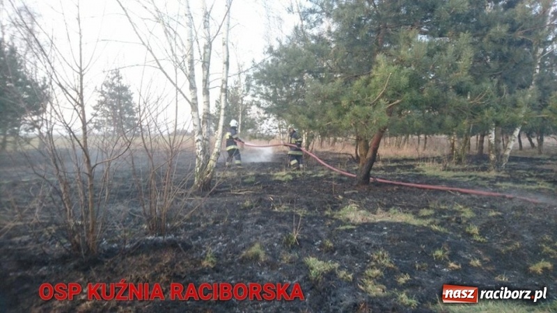 Zdjęcie w galerii na portalu naszraciborz.pl: Pożar zagajnika w Rudzie  wiadomości z regionu