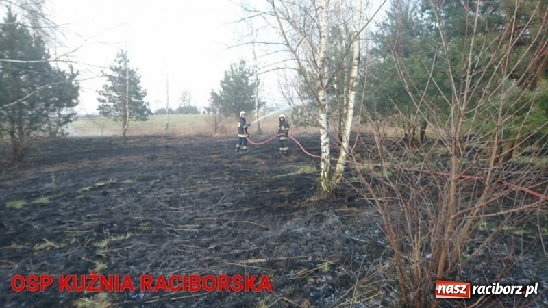 Zdjęcie w galerii na portalu naszraciborz.pl: Pożar zagajnika w Rudzie  wiadomości z regionu
