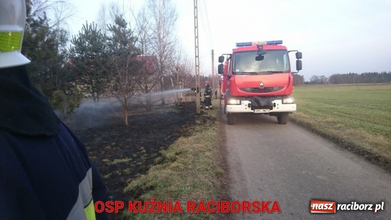 Zdjęcie w galerii na portalu naszraciborz.pl: Pożar zagajnika w Rudzie  wiadomości z regionu