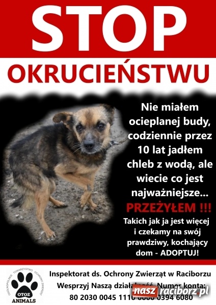 Zdjęcie w galerii na portalu naszraciborz.pl: Obrońcy zwierząt z Raciborza proszą o pomoc wiadomości z regionu