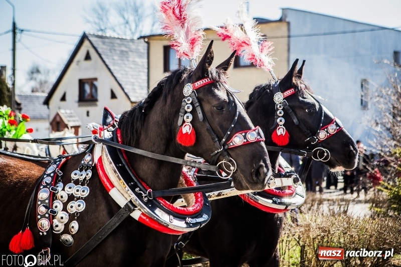 Zdjęcie w galerii na portalu naszraciborz.pl: Wyścigi konne na finał procesji w Sudole wiadomości z regionu