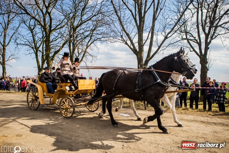 Zdjęcie w galerii na portalu naszraciborz.pl: Wyścigi konne na finał procesji w Sudole wiadomości z regionu