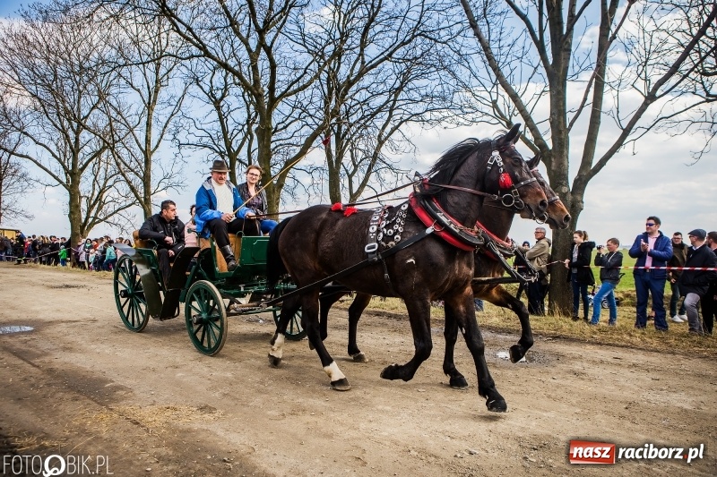 Zdjęcie w galerii na portalu naszraciborz.pl: Wyścigi konne na finał procesji w Sudole wiadomości z regionu