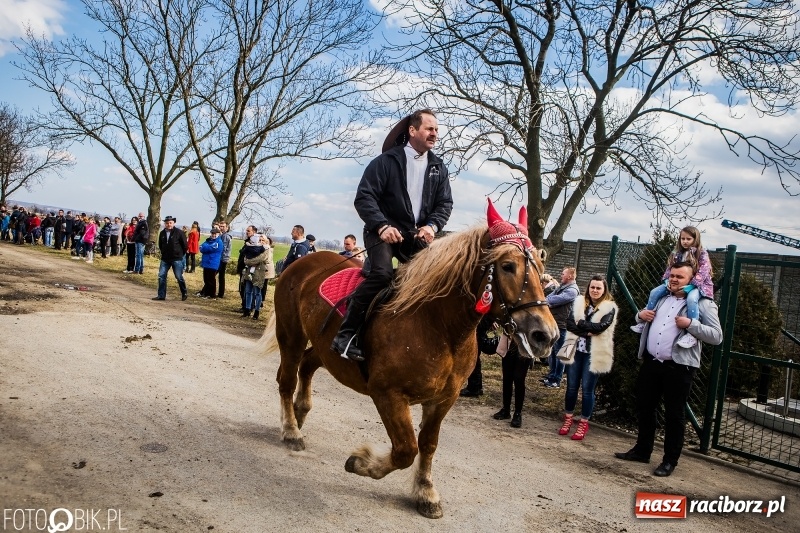 Zdjęcie w galerii na portalu naszraciborz.pl: Wyścigi konne na finał procesji w Sudole wiadomości z regionu
