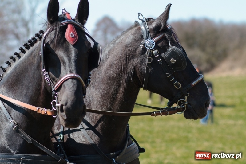 Zdjęcie w galerii na portalu naszraciborz.pl: Konny Festyn Wielkanocny w Pietrowicach Wielkich FOTO i WIDEO wiadomości z regionu
