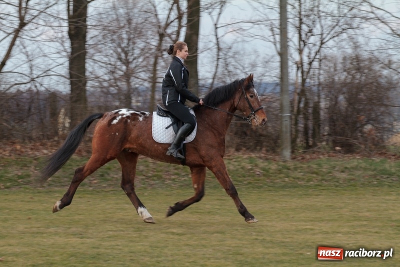 Zdjęcie w galerii na portalu naszraciborz.pl: Konny Festyn Wielkanocny w Pietrowicach Wielkich FOTO i WIDEO wiadomości z regionu