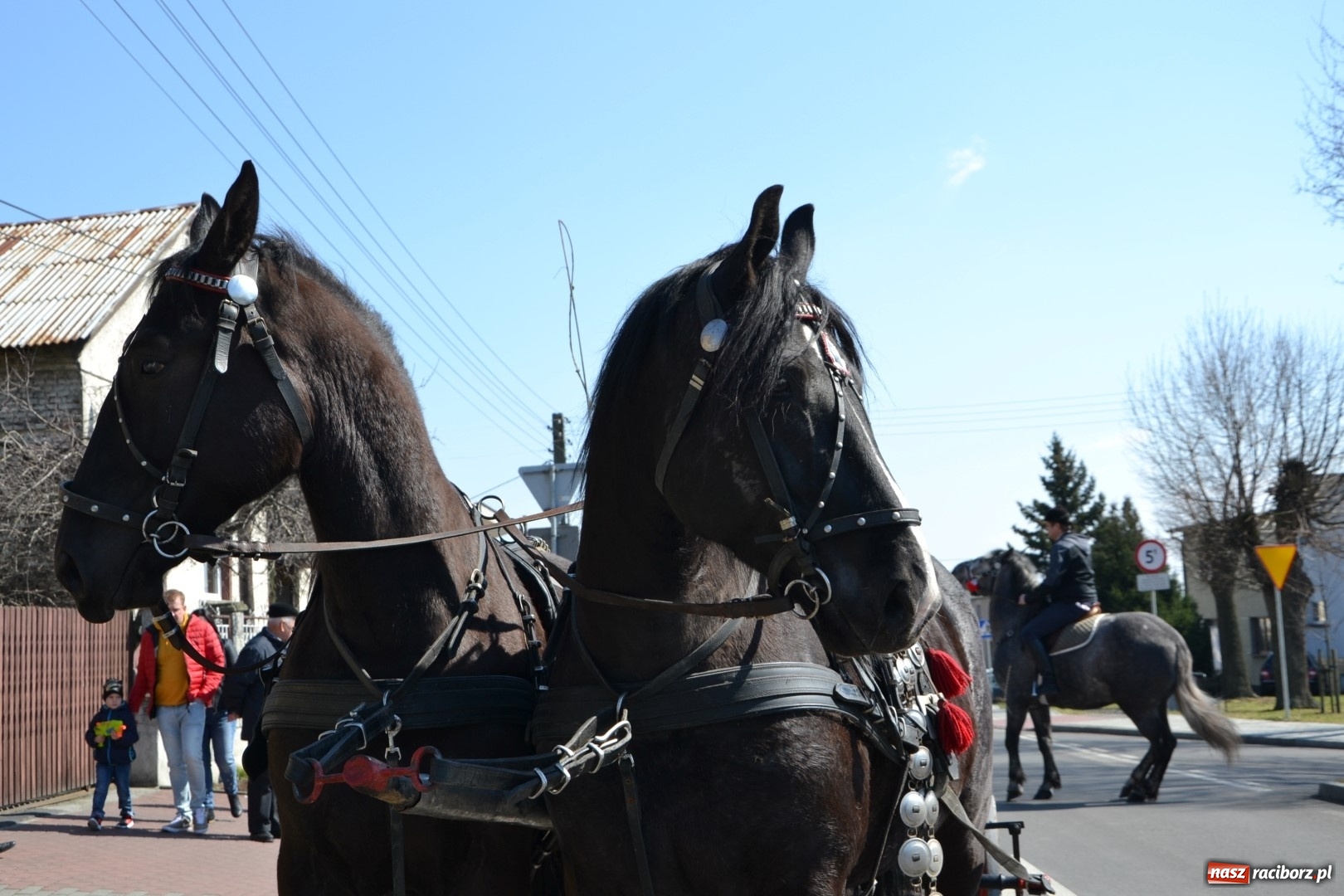 Zdjęcie w galerii na portalu naszraciborz.pl: Bieńkowickie rajtowanie - jeźdźcy mocno chwycili za lejce FOTO i WIDEO wiadomości z regionu