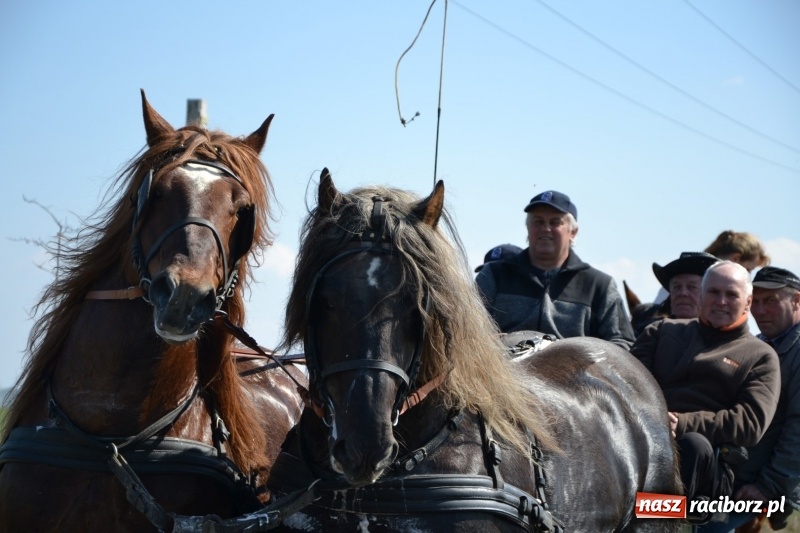Zdjęcie w galerii na portalu naszraciborz.pl: Bieńkowickie rajtowanie - jeźdźcy mocno chwycili za lejce FOTO i WIDEO wiadomości z regionu