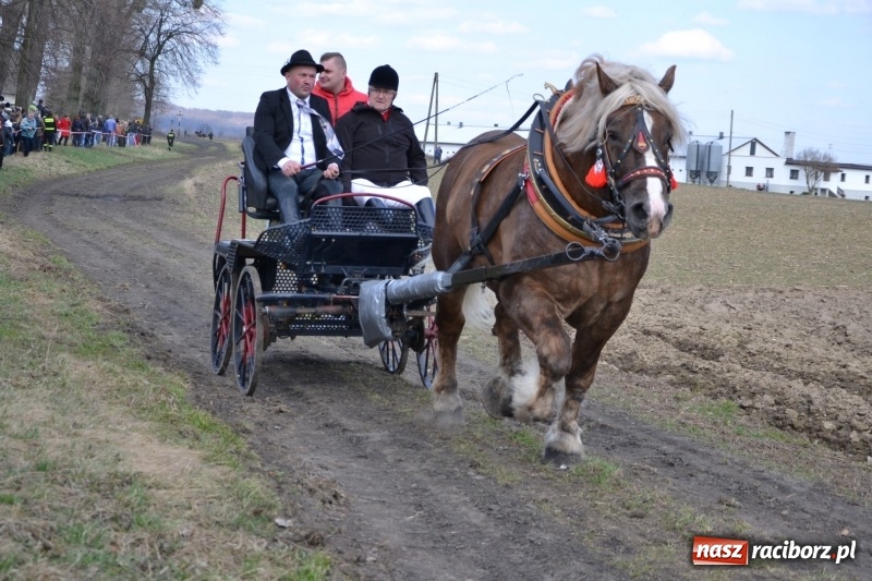 Zdjęcie w galerii na portalu naszraciborz.pl: Bieńkowickie rajtowanie - jeźdźcy mocno chwycili za lejce FOTO i WIDEO wiadomości z regionu