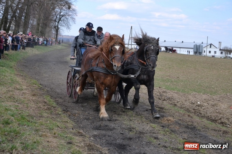 Zdjęcie w galerii na portalu naszraciborz.pl: Bieńkowickie rajtowanie - jeźdźcy mocno chwycili za lejce FOTO i WIDEO wiadomości z regionu