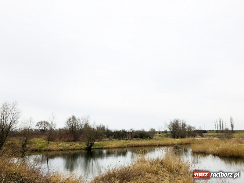 Zdjęcie w galerii na portalu naszraciborz.pl: Miało być Acapulco, a będzie park? Prezydent ma pomysł na zagospodarowanie pożwirowisk na Ostrogu wiadomości z regionu