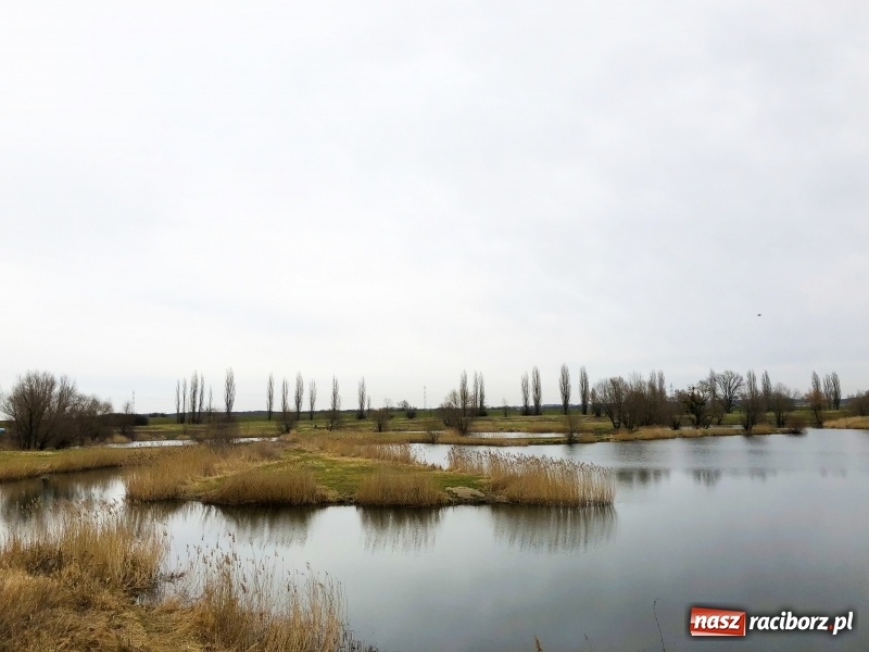 Zdjęcie w galerii na portalu naszraciborz.pl: Miało być Acapulco, a będzie park? Prezydent ma pomysł na zagospodarowanie pożwirowisk na Ostrogu wiadomości z regionu