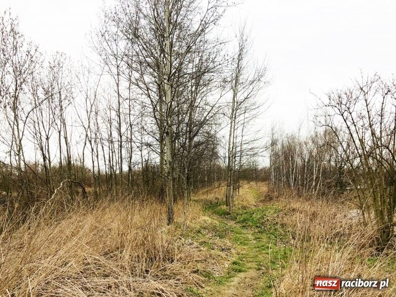 Zdjęcie w galerii na portalu naszraciborz.pl: Miało być Acapulco, a będzie park? Prezydent ma pomysł na zagospodarowanie pożwirowisk na Ostrogu wiadomości z regionu