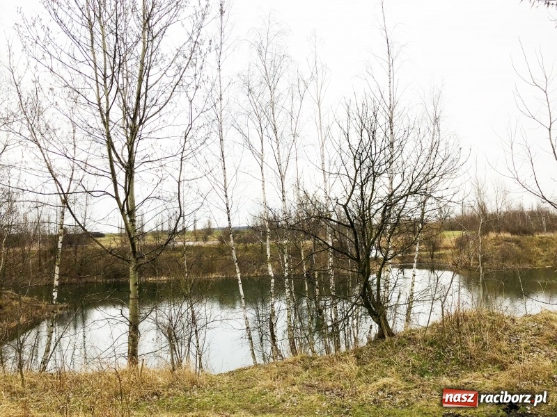 Zdjęcie w galerii na portalu naszraciborz.pl: Miało być Acapulco, a będzie park? Prezydent ma pomysł na zagospodarowanie pożwirowisk na Ostrogu wiadomości z regionu